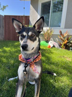 Halloween bindi! Smelling clean and so soft after her first professional grooming