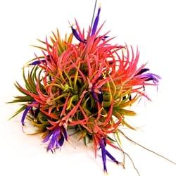 Air plant Fire ball