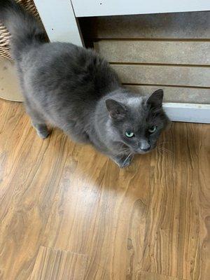 Riley, the friendly store cat