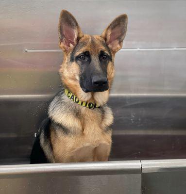 Ivan my 6 month old German Shepherd getting his Bath Deluxe!!!