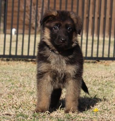 Xena and Karson, Mason son Litter. Brown Collar Male $3000