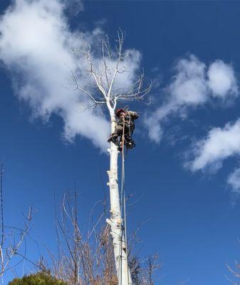 Tree in the sky