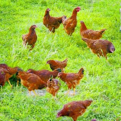 Free-range chickens on the farm in Redmond, Utah.