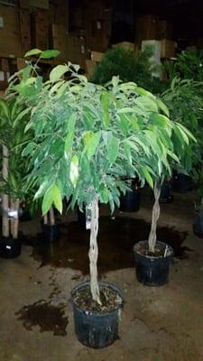 6' Braided Ficus tree!  Great for high light locations.