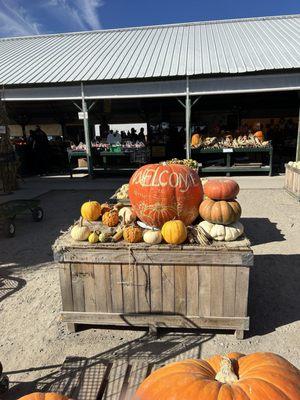 They have a huge selection of pumpkins here