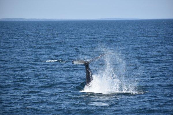 Whale Sighting on 5/30/23