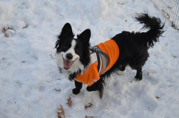 Our borgi enjoys his walks with Little Critters