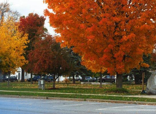 Maple tree on fall-fire on the Bristol Green, just up the road from Snap's.