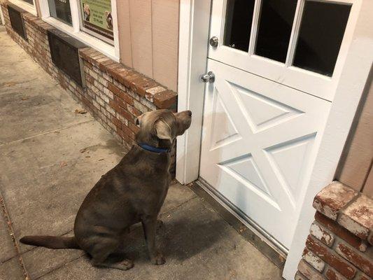 Off leash, late night jog and your son stops here. Totally not staged!!!  He loves his groomers!!