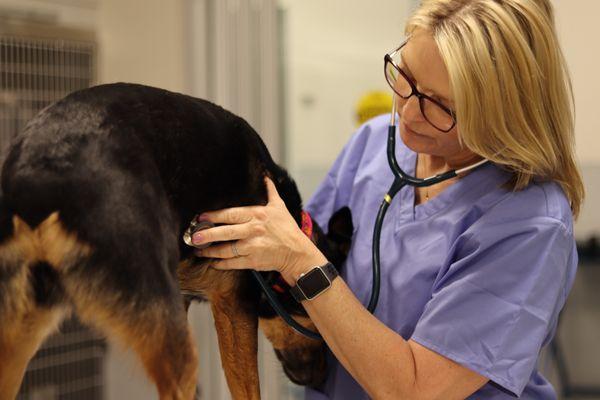 Dog having an exam