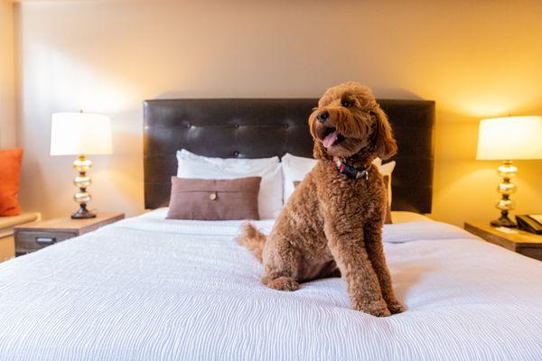 Pets stay free at Magnolia Hotels!