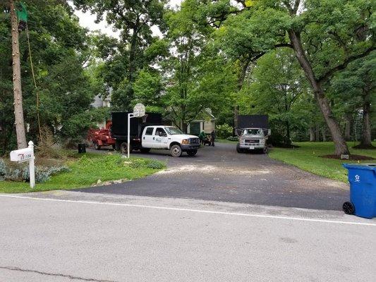 Mendez tree services removing dead trees