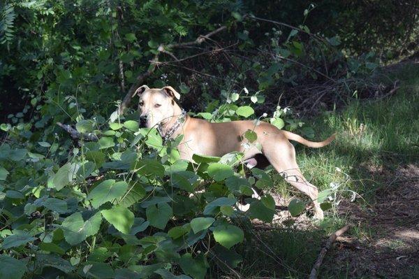 Rudy at the river