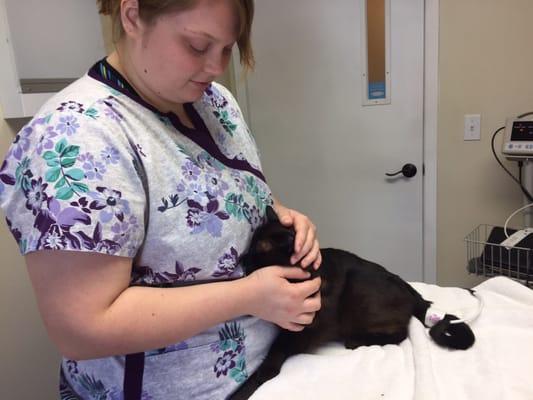 Our cat getting his blood pressure checked.