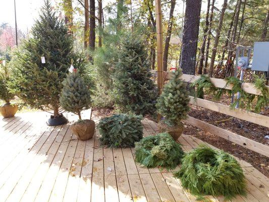 In addition to Fraser Firs from Western NC, we have five kinds of fresh garland, wreaths, nursery stock, table toppers, and more!