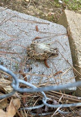 A beautiful frog  just minding his business in the yard.