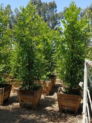 Carolina Cherry hedge column trees in 24" box. They are about 8 to 10 ft high and are good for a privacy hedge of up to 25 ft high.