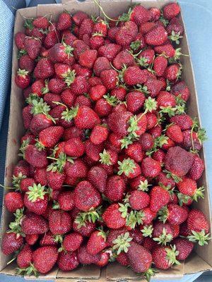 Our fresh haul! Juicy, sweet perfection!