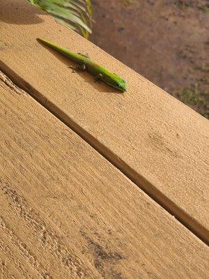 Lil cutie visitor on a bench.