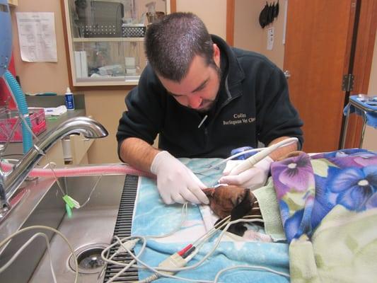 Vet Tech Colin polishing teeth to perfection.