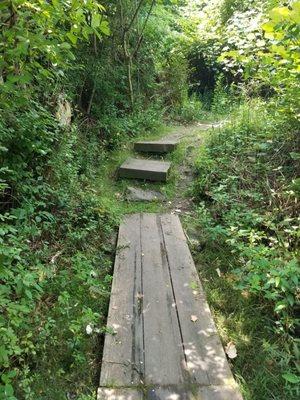 Board walk interspersed with areas of rocks and roots