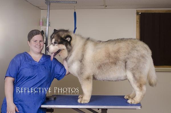 Tonka after a bath, blow dry, thorough  brushing, and full scissor up.