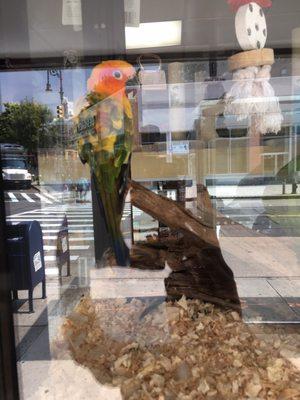 Some birds in the window at the new location