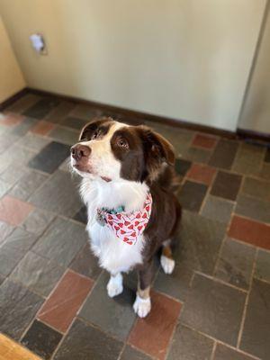 Wesley - freshly groomed!