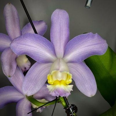 Cattleya Brazilian Midway f coerulea