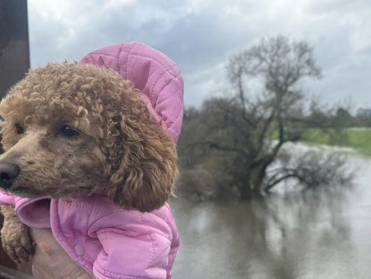 Weather dog Sunshine on the job