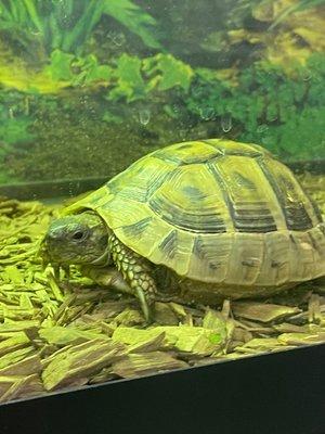 Russian Tortoise