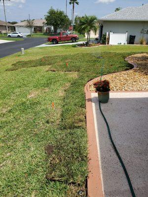 April 2020: All sod is in. In three weeks, any dead sod will be replaced.