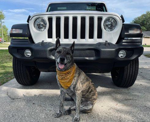 Jeep, Jeep Wrangler, jeep pup, dog