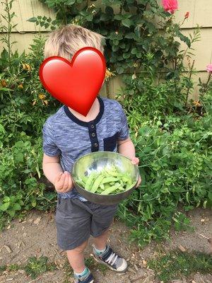 Harvesting the peas they planted