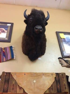 Buffalo heads & long horn cow heads here...