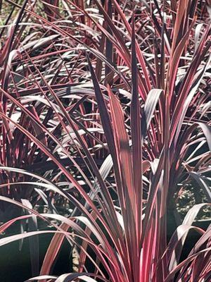 New Zealand flax lily