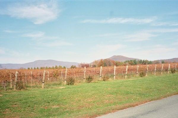 White Hall Vineyards