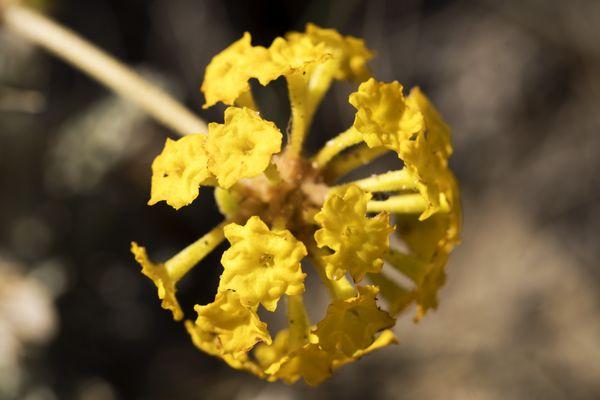 Yellow Sand Verbena