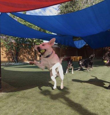 Dogs are jumping for joy to come stay at Companions Dog Resort.