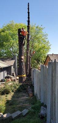 Hernandez Tree Service