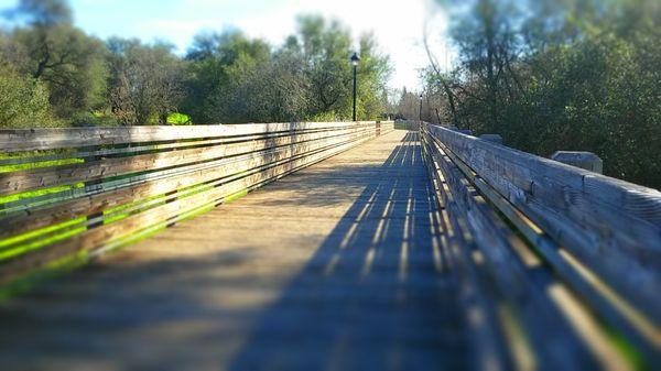 The elevated boardwalk trail.