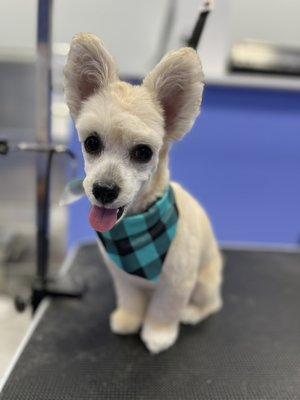 Maltipoo with a clean face