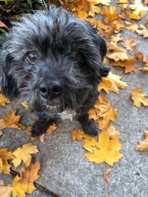 Black dog and orange leaves