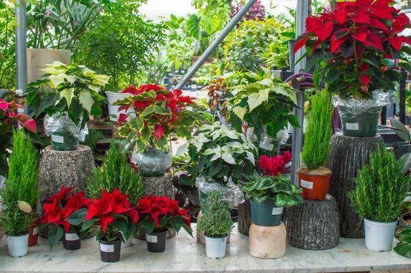 Poinsettias, rosemary trees & more for your winter decor!