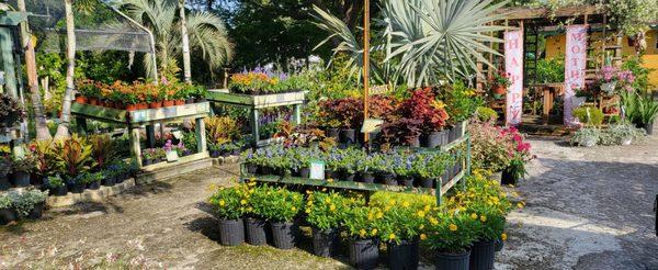 Large selection of beautiful plants