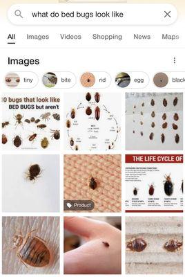 Google images of bed bugs for verification