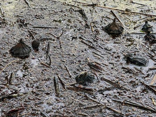 Dried dead lotus pods- there weren't many presence of lotus pods dead or alive . 4/2022