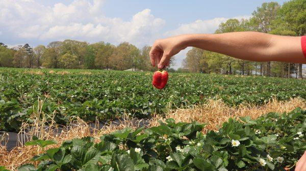 Strawberry over rows