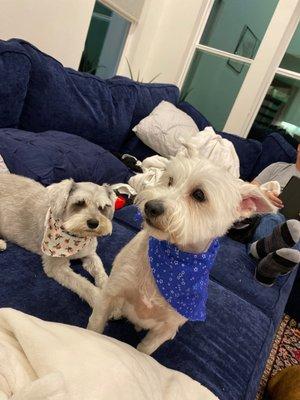 Two cutie dogs with excellent hair-dos.