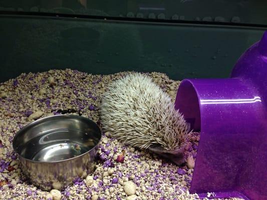 The hedgehogs (: